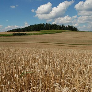 WB Kornfeld bewölkt