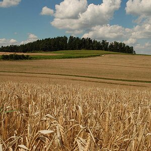WB Kornfeld Graukarte