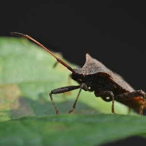 Makro

D5000 / Sigma 70-300 DG APO / Raynox DCR-250

100.0mm / f/11 / 0.017s (1/60) / ISO 200