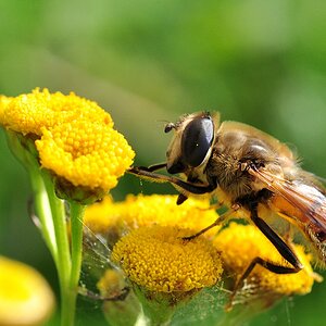 Schwebfliege #2