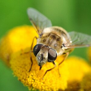 Schwebfliege #5