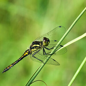 2010 08 14 Schwarze Heidelibelle 01 03