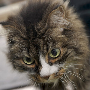 Katze