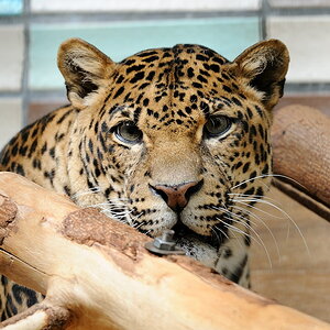 Tierpark Berlin-Friedrichsfelde,
Alfred-Brehm-Haus,
Innenanlage,
Rest siehe EXIFs.