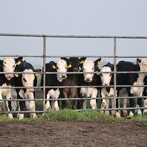 cows morming 1