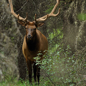 DSC4725 NF-F
Wapitihirsch
Banff NP, Kanada