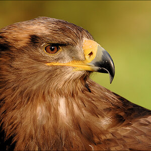 Adler D2X 0717 1a

· http://www.nikon-fotografie.de/vbulletin/showpost.php?p=1393356&postcount=275