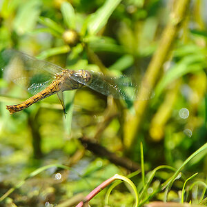 20100831 22067 [NIKON D2Xs] 550 mm,1 320 Sek. bei f   7,1
