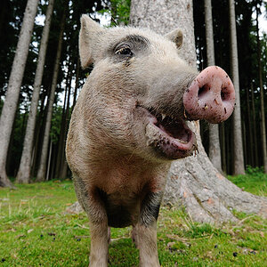 Pig