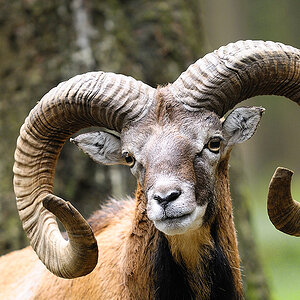 Horn