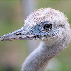 Nandu D3S 0691 2a Wildpark Granat 2010 08 01

· http://www.nikon-fotografie.de/vbulletin/showpost.php?p=1382549&postcount=251

EXIFs:
Kamera: Nikon D3