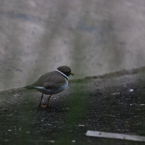 Kennt den wer? Nach den "klick" war er fort, darum nur dieses eine Bildchen...
DSC 8188 web