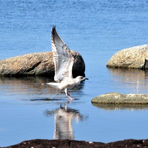 Möwe an der Ostsee im Baltikum