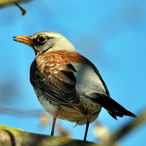 Vogel mit Sigma 150-500