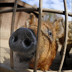 Schweinerei 01 D2X 0464 1a