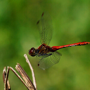 Blutrote Heidelibelle