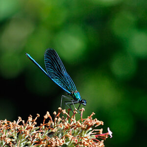 Prachtlibelle