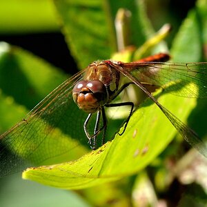 Libelle Gesicht