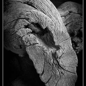 driftwood bw