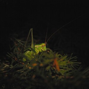 Einmal im Rampenlicht...
DSC 7571 small