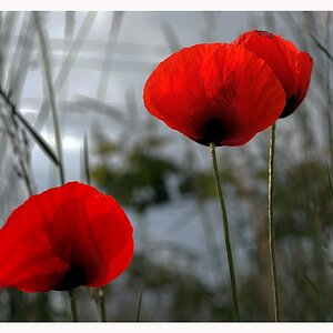 Mohn