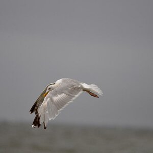 DSC 5325ab