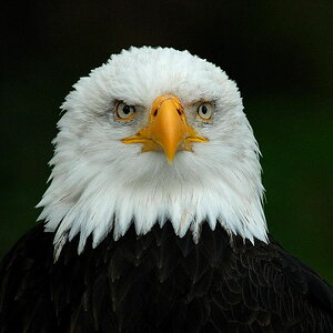 Weißkopfseeadler