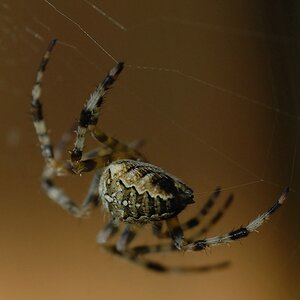 Spinne DSC 7027