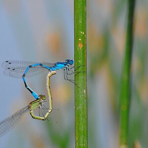 Libelle 1