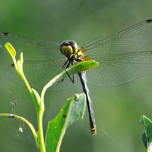 Libelle 2