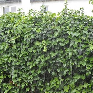 im Garten 2