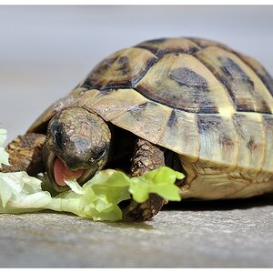 Raubtier mit erlegtem Salatblatt