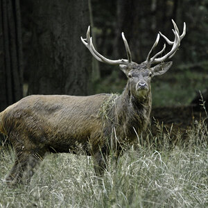 platzhirsch