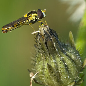 2010 09 05 Schwebfliege 02 01