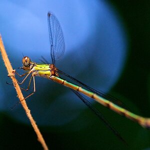 Libelle www 1