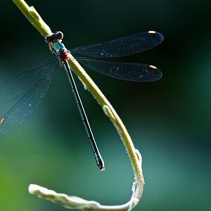 Libelle www 2