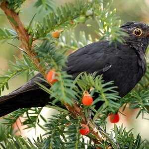 Amsel in Eibe