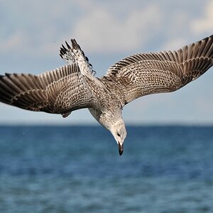 comp DSC 1820p