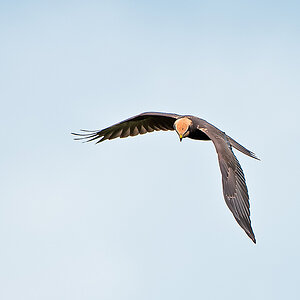 20100829 0828 [NIKON D3] 460 mm,1 1250 Sek. bei f   5,6 Bearbeitet