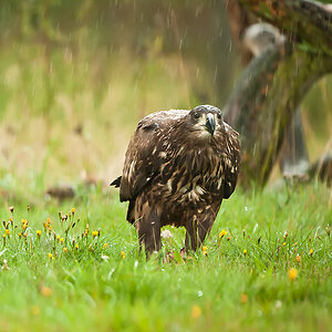 20100830 31104 [NIKON D3] 400 mm,1 250 Sek. bei f   4,0 Bearbeitet