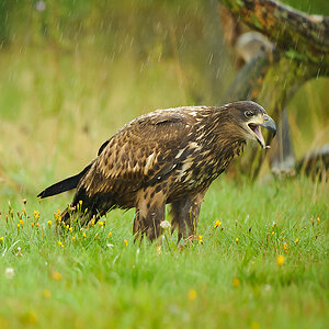 20100830 31205 [NIKON D3] 360 mm,1 250 Sek. bei f   4,0