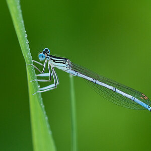 Libelle a DSC 4308