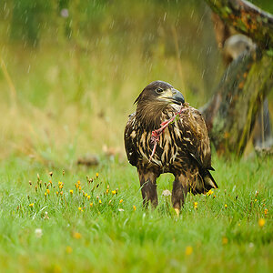 20100830 31230 [NIKON D3] 360 mm,1 250 Sek. bei f   4,0