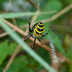 Spinne a DSC 4283