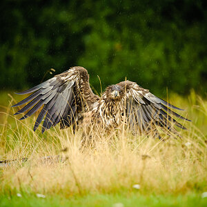 20100830 31418 [NIKON D3] 400 mm,1 500 Sek. bei f   4,5