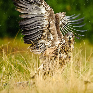 20100830 31422 [NIKON D3] 400 mm,1 500 Sek. bei f   4,5 Bearbeitet