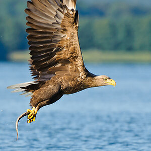 20100831 31667 [NIKON D3] 400 mm,1 1250 Sek. bei f   6,3