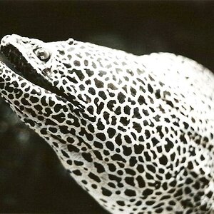 Objektiv: Nikkor 50mm F/1,8