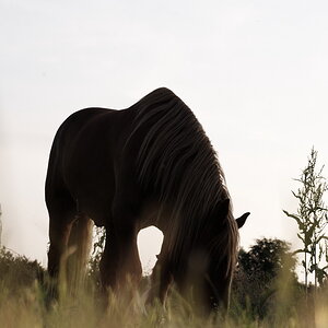 Horse02