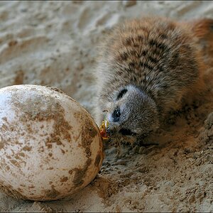 Zoo Emmen 15-08-2010